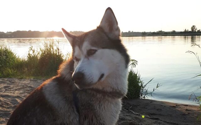 36570904_2004560132928485_3600260175572762624_n